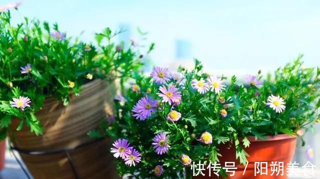 5种花，趁现在“赶紧扦插”，生根快，长得快，一个月就开花