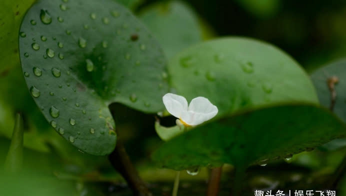 相爱|9月末，桃花满满，怦然心动，相爱相伴，相濡以沫，恩爱到白头