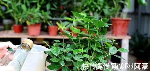 茉莉花|花市上的茉莉“满头花苞”，花香浓，原来是“这样”养出来的