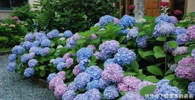 是因为|绣球花经常黄叶,养不好?那是因为养殖方法不对