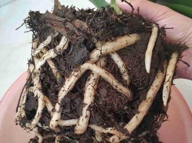 霍米兰|花盆里放两种杂物,花很好,没有虫子,土壤也不结实,气势旺盛