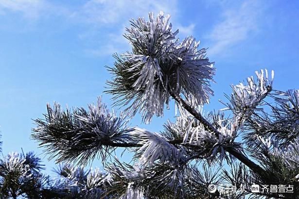 剔透|情报站｜宛如雪压枝！日照五莲大青山雾凇洁白剔透，独具风韵