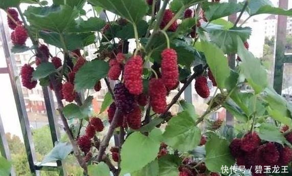 厉害！在家阳台也能种蔬菜盆栽，绿色环保，家里人都爱吃！