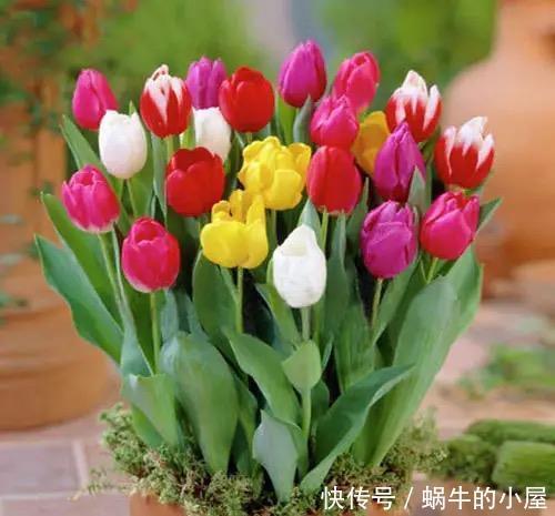 家里面不要养这几种花,老人的劝告,还是要听的