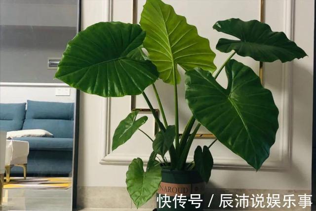 4种“大毒花”,家里经常养,修剪要小心,别碰上