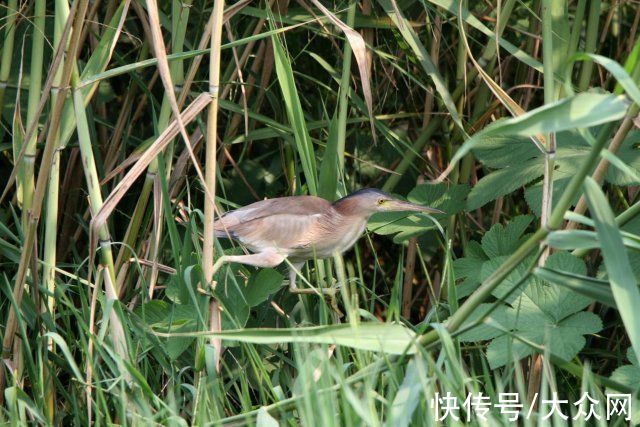 马踏湖|马踏湖生态保护区：湖水湖鱼生态湖泊 芦苇荷花鸟的天堂