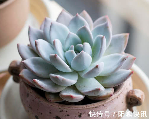 多肉芙蓉雪莲怎么养更美观教你3个小妙招,养出饱满红润的状态