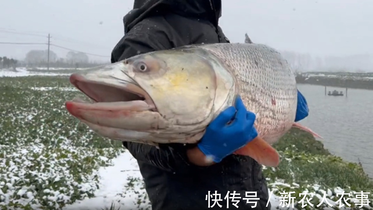 江苏一男子的神操作，春节期间冒雪野钓，意外收获“米级”水老虎