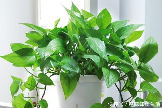 这3种草最适合“懒人”养,随便一插就能活,四季常青易爆盆!