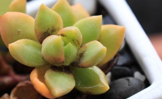 普货|新手养棵黄丽不吃亏，不但好养易度夏，2年即成老桩和悬崖桩