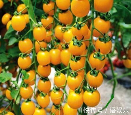 食物|想长寿要会吃,3种食物离不开,补充营养、滋润身体!