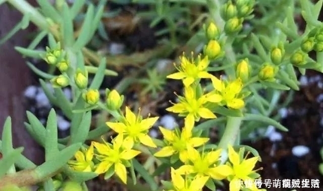 遇见|农村路边的小黄花,过去无人采摘,如今很多人种植,遇见记得栽培