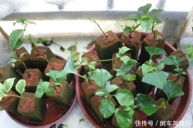学会了这几点扦插技巧，随时随地扦插，棵棵都成活，非常简单！