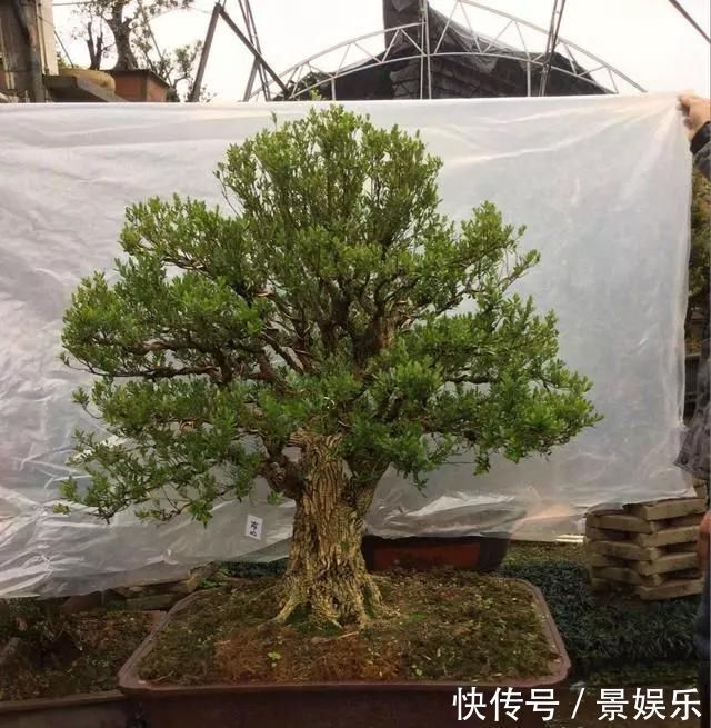 10年前一盆上万,10年后一盆十块,烂大街的黄杨,被玩坏的盆景