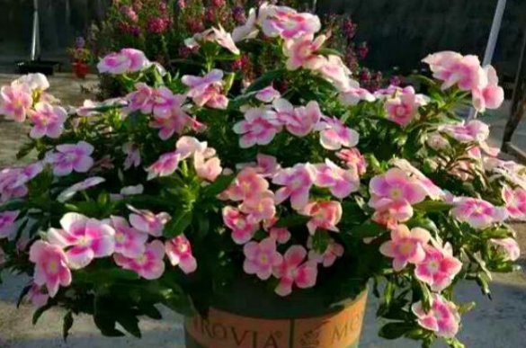 长寿花|4种花,喜欢“掐”掐得越多,就越不容易长出浓密的门户