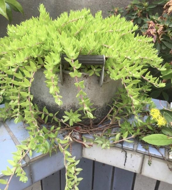 2种植物常被当成“野草”，花店老板娘却拔了“20棵”，卖18元！