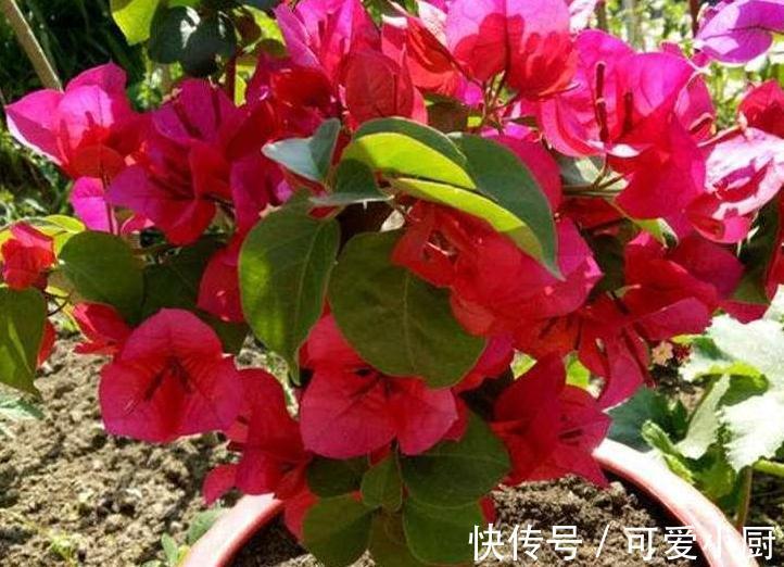 三角梅总黄叶,5个细节要牢记,入冬注意3点,非常省心