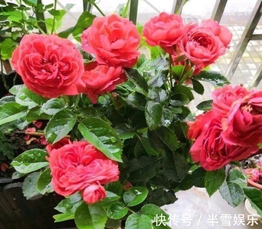 月季花|养月季花,1种肥料不可少,每月给它浇2次,一开花就大半年