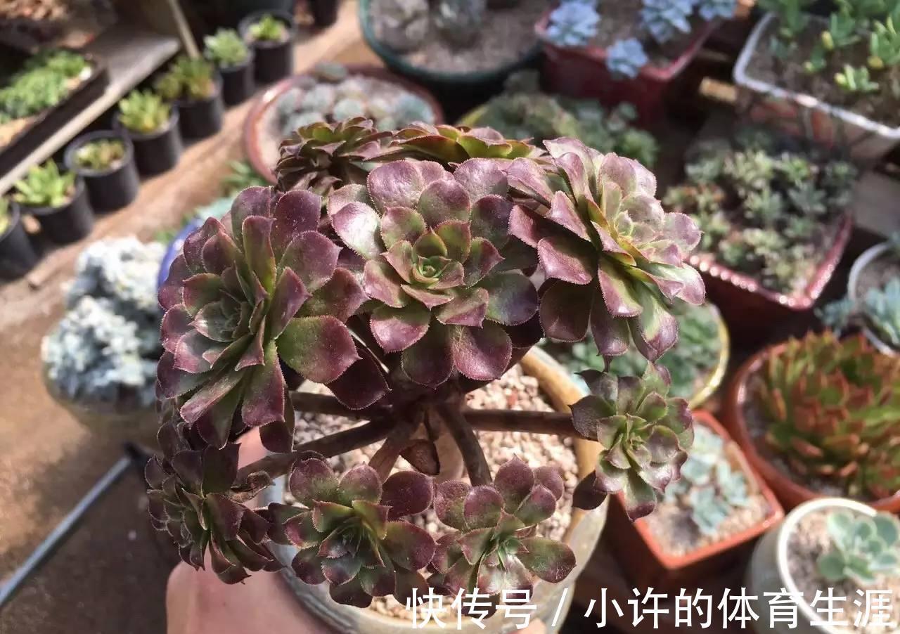 不受冬季低温干扰的多肉法师,盆栽该怎么打理?