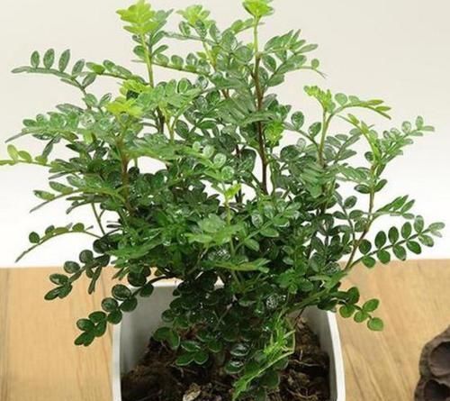 土壤|室内常摆放2种绿植,空气越来越好,让家人轻松拥有好睡眠