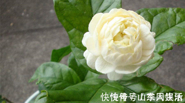 香花|此花,是我国少有的可以卧室盆栽的香花,有安神静心的功效