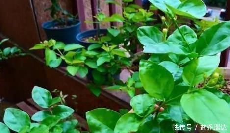 浇水|盆栽茉莉叶子少、不开花怎么办?用上5个妙招,枝繁叶茂开花多