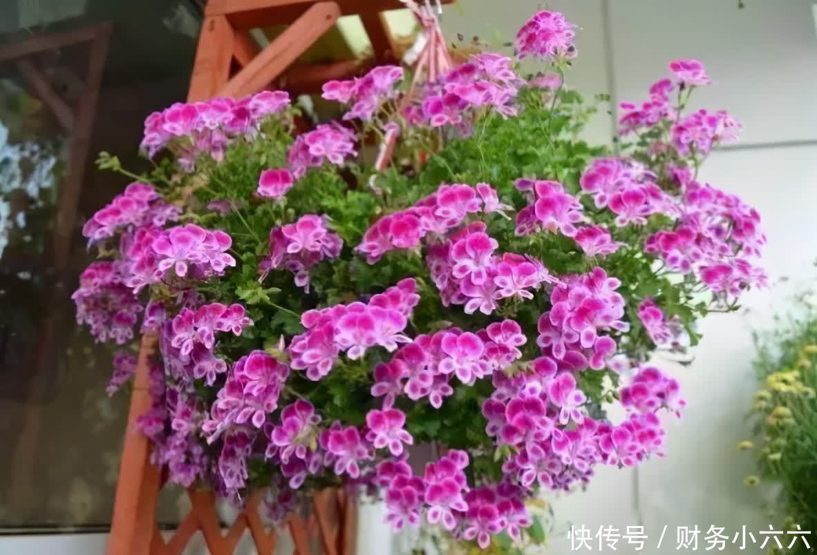 五种“垂吊花”,价格便宜花期长,吊盆养开花最美