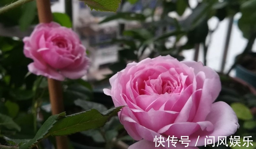 月季原来晒不死，就怕会缺水，缺水必死无疑！