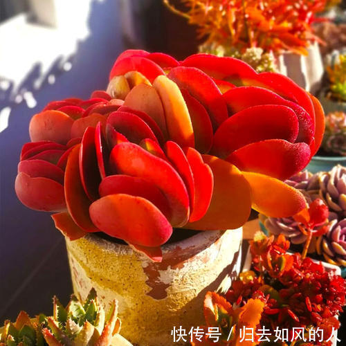 养护|平平无奇的多肉唐印,做好几件事,叶片红艳艳,谁见了都夸美