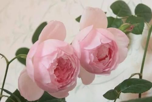 月季发芽后，新叶泛黄怎么办？3个原因，1个解决办法！