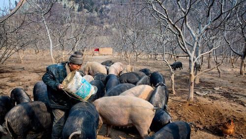 精华|农村俗话说“猪来穷,狗来富”,下一句才是精华,却少有人知道