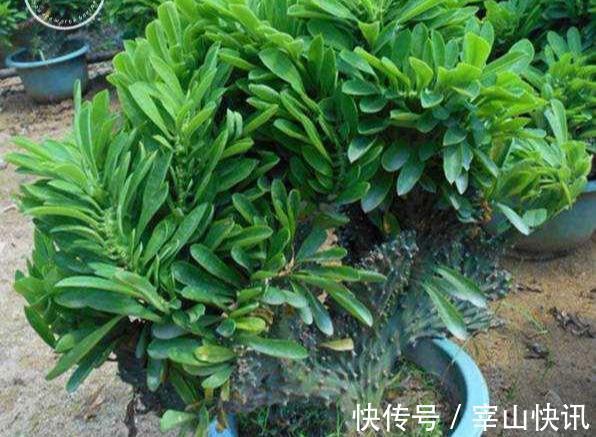 身高八尺的“麒麟掌”，养护3个要点，长的威风凛凛，保家镇宅