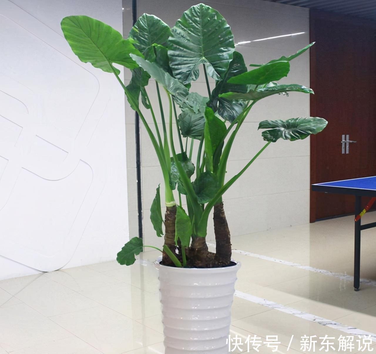 5种“毒花卉”，再漂亮也没用，家有孩子慎养，赶快丢到外面去