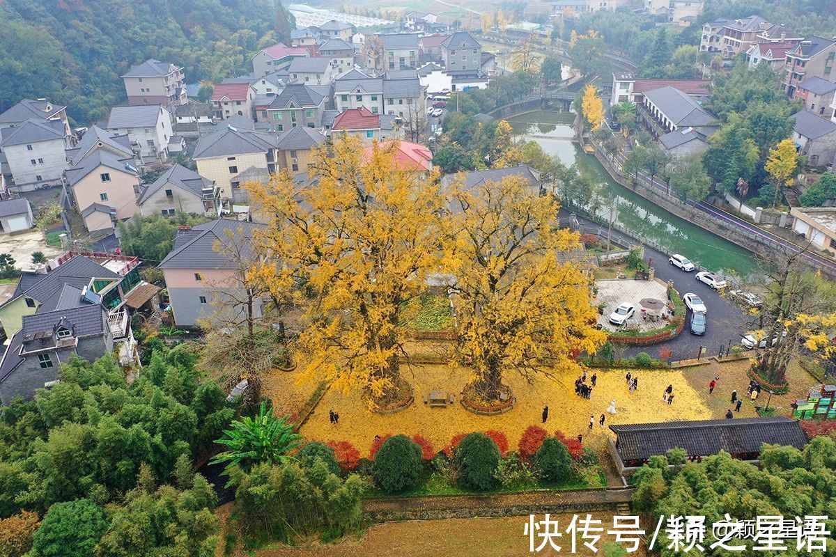 湘溪村|两棵银杏树，让村庄声名远扬，慕名而来果然不同凡响