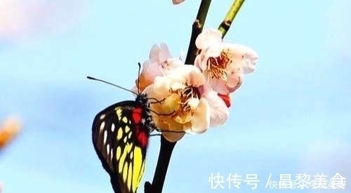 春色@晚唐诗人王驾的一首即兴诗,雨后漫步花园,最后一句堪称神来之笔