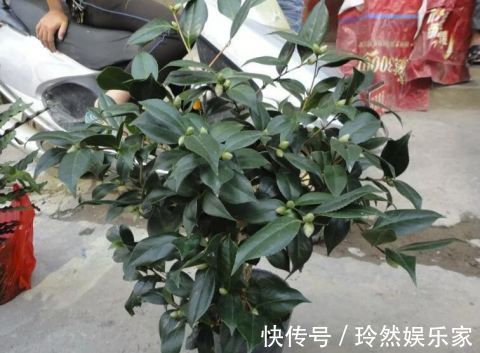 这9种花冬天别喷水,否则烂根烂叶,后悔都来不及!