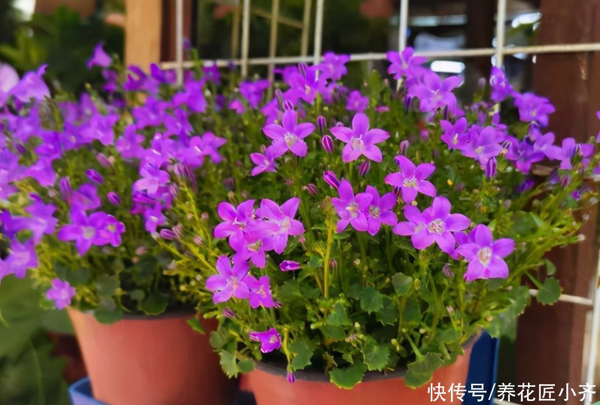 輕松|蚧殼蟲(chóng)夏季頻繁發(fā)生，教你2個(gè)方法，預(yù)防殺滅都輕松