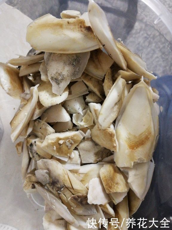 花盆里垫4种“小东西”,花不烂根还透气,根长得超壮