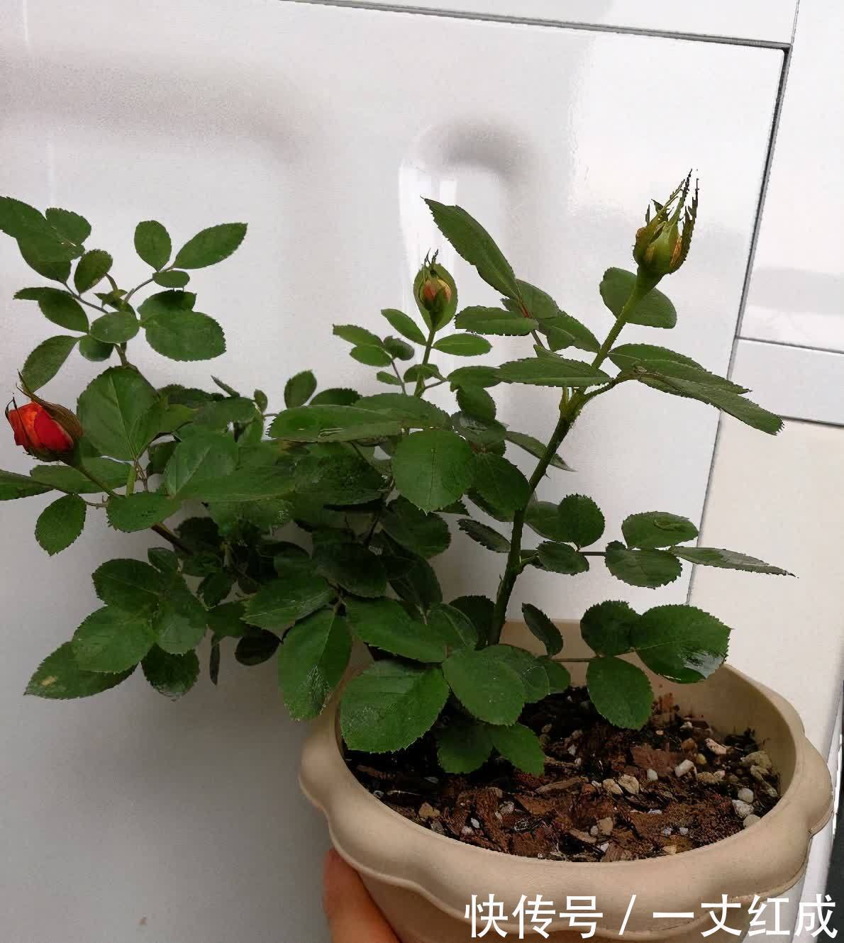 月季花|5月份养月季,一定要做好3件事,花朵硕大,开花不停