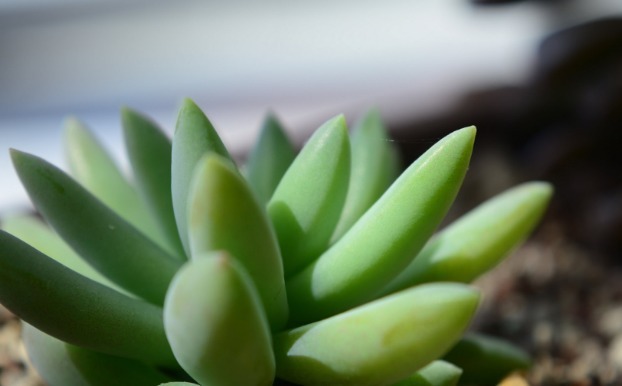 肯定有很多人都喜欢多肉植物吧,今天教你如何种植多肉植物!