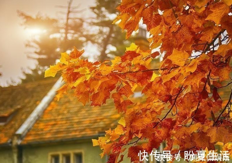 艾兮$一首流传两千多年的肉麻诗,其中一句常被人挂在嘴边,却不解其意