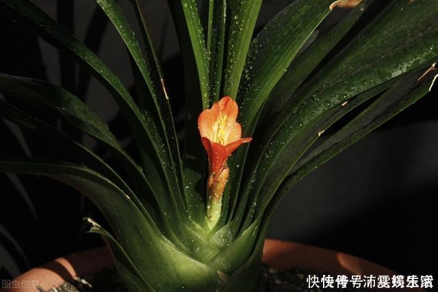 构造|让君子兰开好花的“钥匙”，就握在你手里，它的“构造”很简单