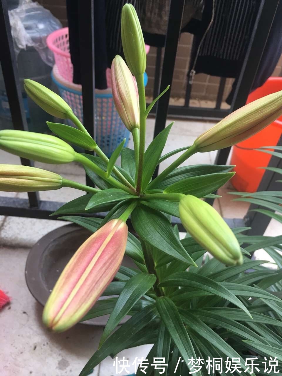 好闻|家里养此5种花,好看好闻,关键花朵还能吃,真是美味!