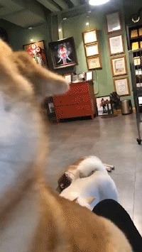 |搞笑GIF:这只小猫咪是来碰瓷的吗?原来是有惊无险,哈哈哈