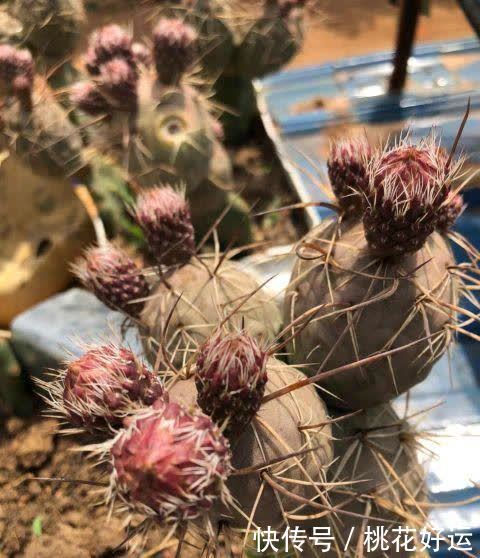 夏季|仙人球开花难?做好这4步,促花又促芽