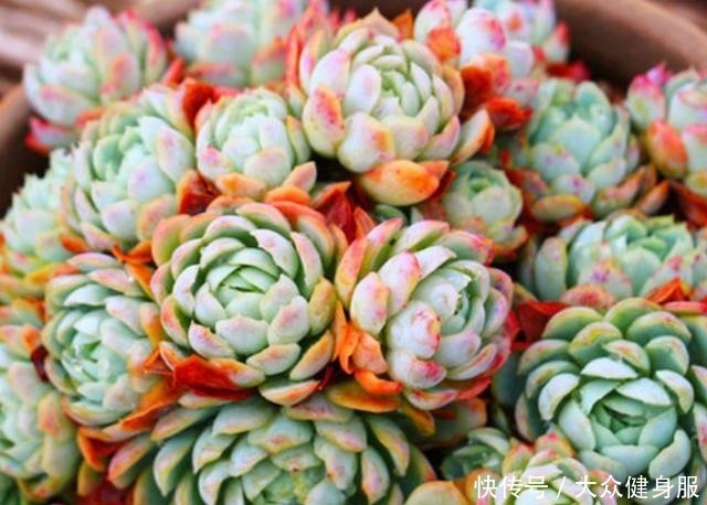 多肉植物|多肉养的红不红,一要会“摆放”,二要会“控”,状态蹭蹭冒出来!