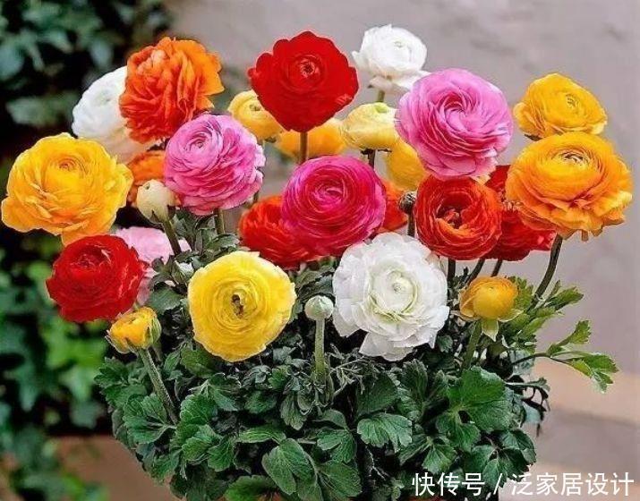 漂亮|几种花好养漂亮又便宜,开起花来拦不住,一开就停不下来