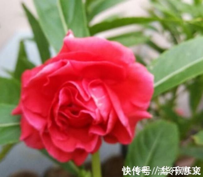 玫瑰海棠玫瑰海棠|家养4种旺运花,吉祥又喜庆,开花红红火火,旺财又旺运!