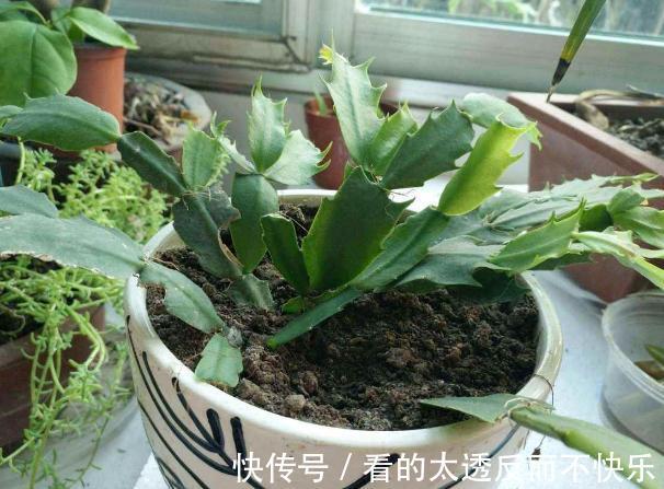 秋季该如何养蟹爪兰确保3点做到位，植株花期不落花、落蕾