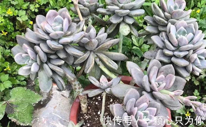 盘点10种容易度夏多肉,随便养,随便选,总有几款适合你